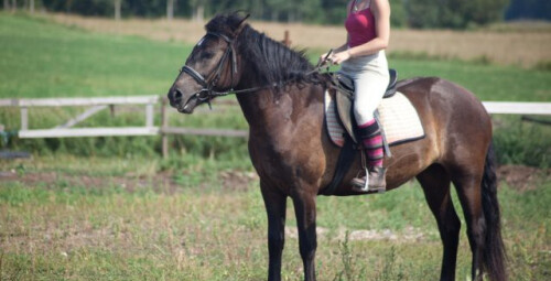 Прогулка верхом на лошади на манеже в Ида-Вирумаа #3