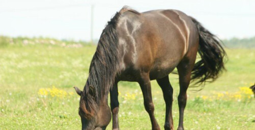 Прогулка верхом на лошади на манеже в Ида-Вирумаа #2