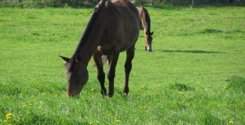 Прогулка верхом на лошади на манеже в Ида-Вирумаа #4