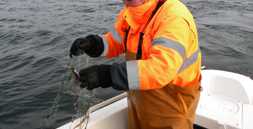 Ловля рыбы сетями в Таллиннском заливе  #4