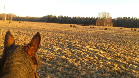 Kahetunnine matk hobusega looduses (kahele) Hingu küla, Kernu #2
