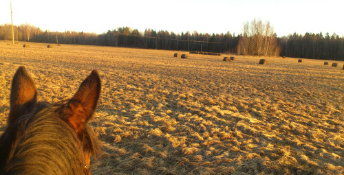 Kahetunnine matk hobusega looduses (kahele) Hingu küla, Kernu #2