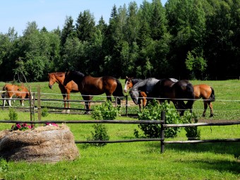 Kahetunnine matk hobusega looduses (kahele) Hingu küla, Kernu #1