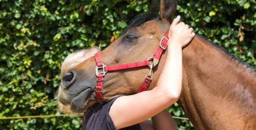 Индивидуальный урок верховой езды на площадке под руководством тренера Hingu küla, Kernu #2