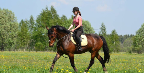 Индивидуальный урок верховой езды на площадке под руководством тренера Hingu küla, Kernu #1