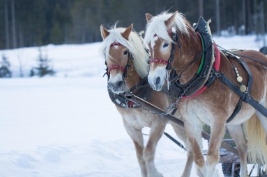 Talvine reesõit ehtsa Friisi hobusega Hingu küla, Kernu #2