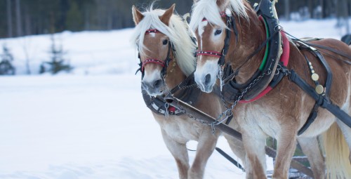 Зимняя поездка в санях на лошади настоящей фризской породы Hingu küla, Kernu #2
