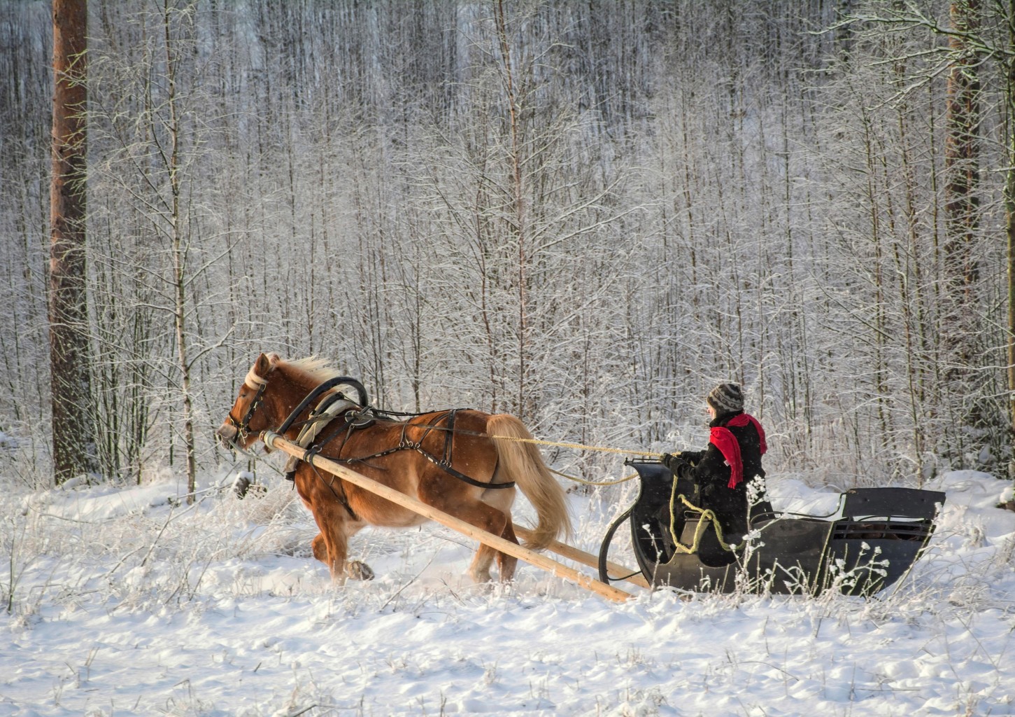 Зимняя прогулка на санях