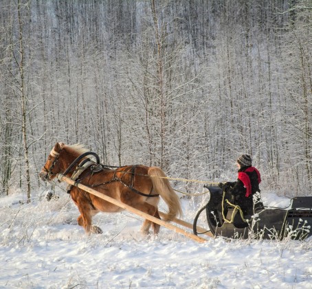 Talvine saanisõit hobusega