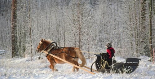 Зимняя поездка в санях на лошади настоящей фризской породы Hingu küla, Kernu #1