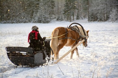 Talvine reesõit ehtsa Friisi hobusega Hingu küla, Kernu #3