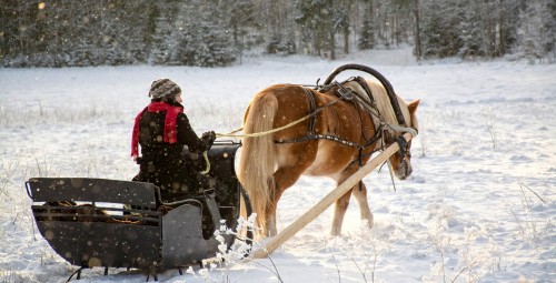 Зимняя поездка в санях на лошади настоящей фризской породы Hingu küla, Kernu #3