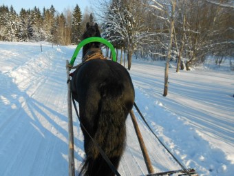 Зимняя поездка в санях на лошади настоящей фризской породы Hingu küla, Kernu #4