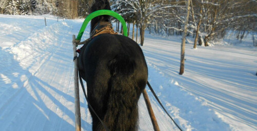 Зимняя поездка в санях на лошади настоящей фризской породы Hingu küla, Kernu #4