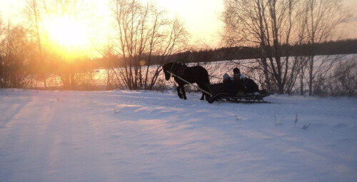 Зимняя поездка в санях на лошади настоящей фризской породы Hingu küla, Kernu #6