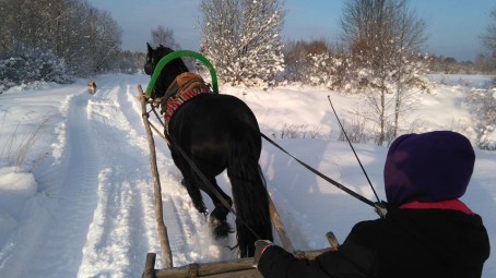 Зимняя поездка в санях на лошади настоящей фризской породы Hingu küla, Kernu #2