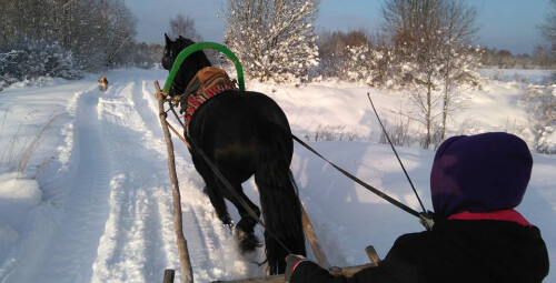 Зимняя поездка в санях на лошади настоящей фризской породы Hingu küla, Kernu #5