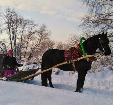 Talvine saanisõit hobusega