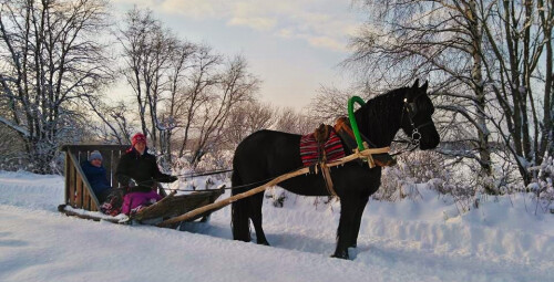 Зимняя поездка в санях на лошади настоящей фризской породы Hingu küla, Kernu #1