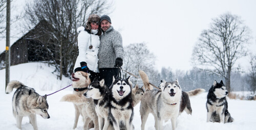 Фотосессия с сибирскими хаски  Paasiku küla, Anija vald, Harjumaa #4