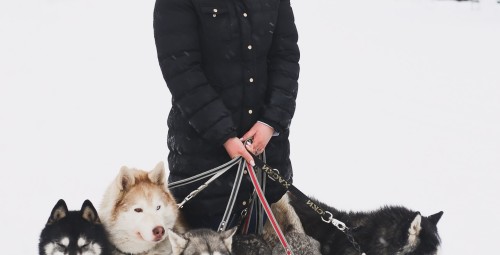 Фотосессия с сибирскими хаски Paasiku küla, Anija vald, Harjumaa #8