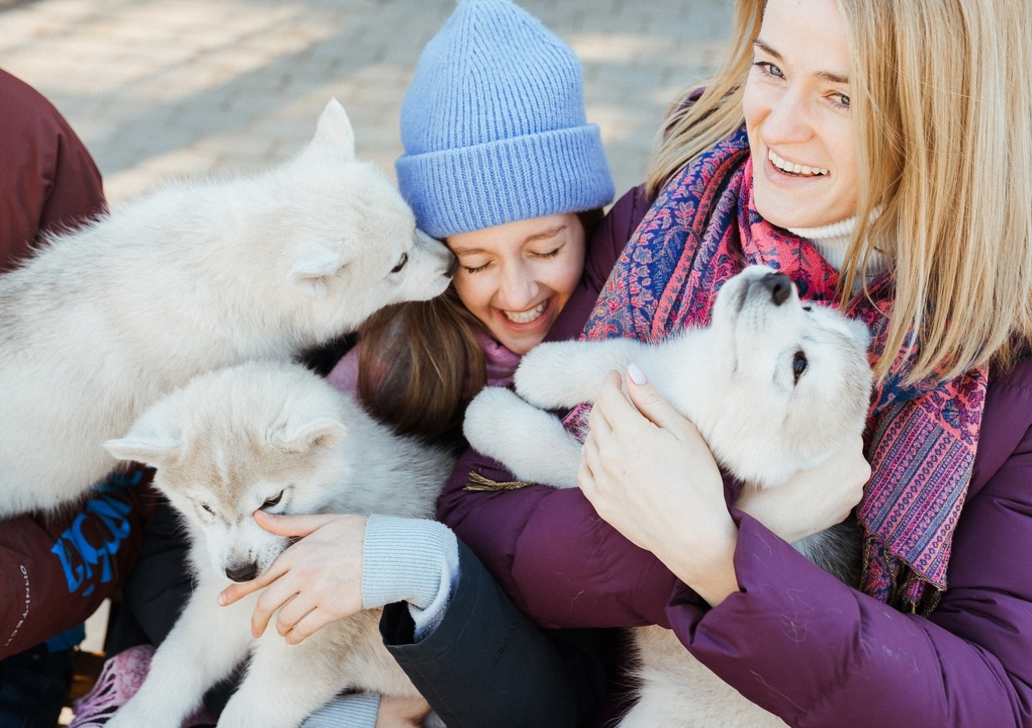 Фотосессия с сибирскими хаски