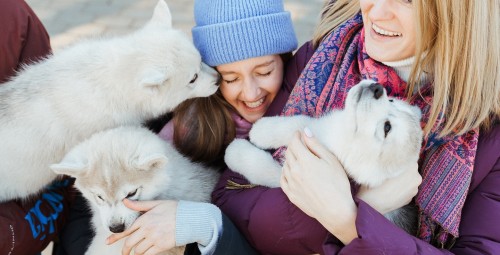 Фотосессия с сибирскими хаски Paasiku küla, Anija vald, Harjumaa #1