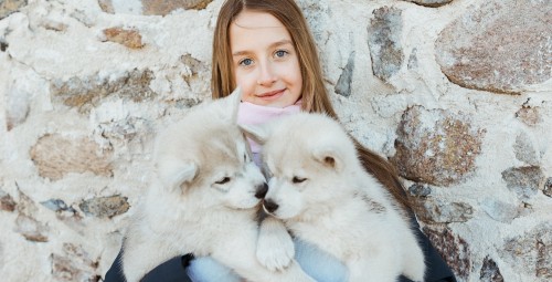 Фотосессия с сибирскими хаски Paasiku küla, Anija vald, Harjumaa #3