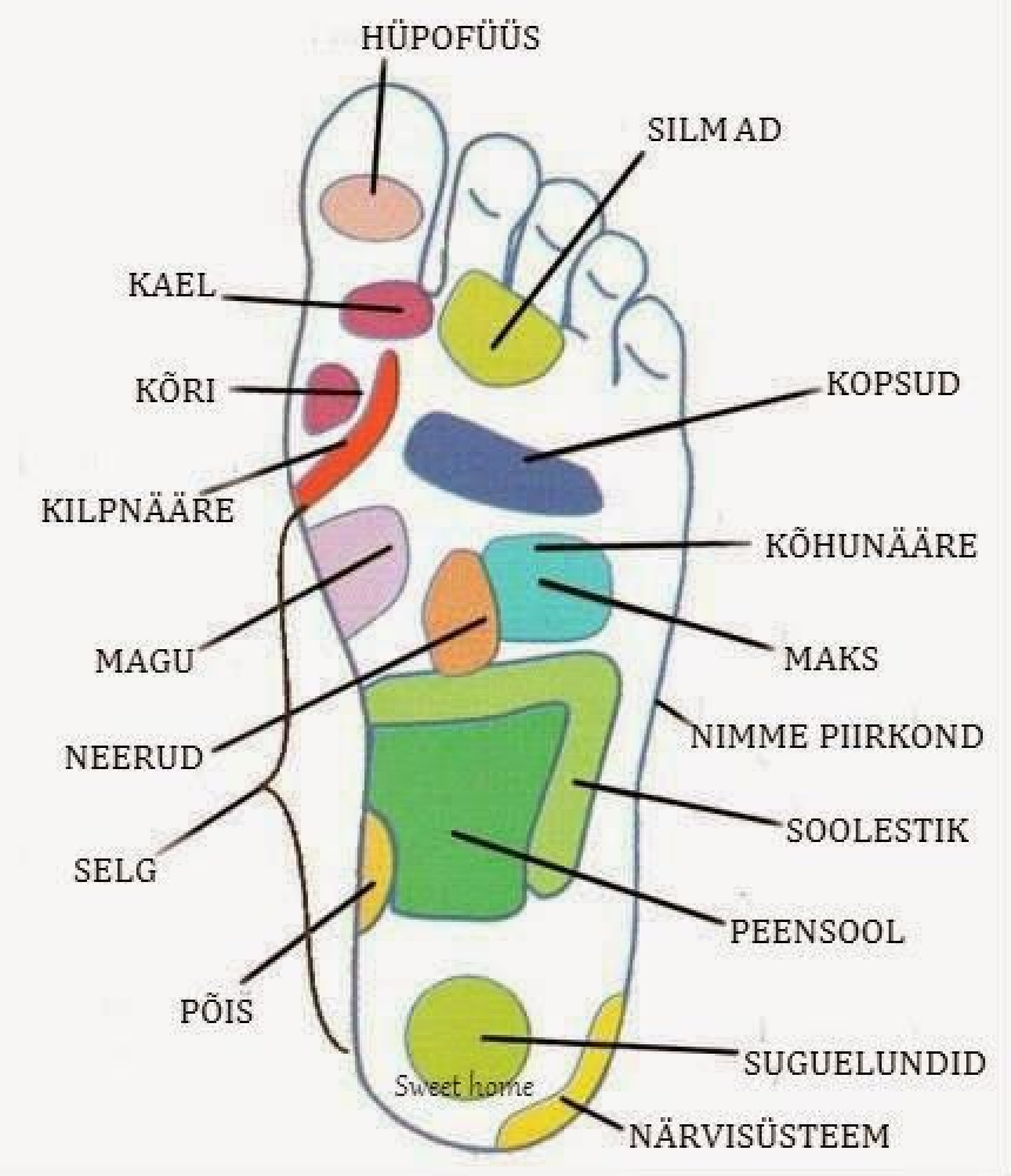 Акупунктурные точки стопы схема. Рефлекторные точки на стопе. Акупунктурные точки на стопе человека правой ноги. Акупунктурные точки на стопе. Су джок стопа.