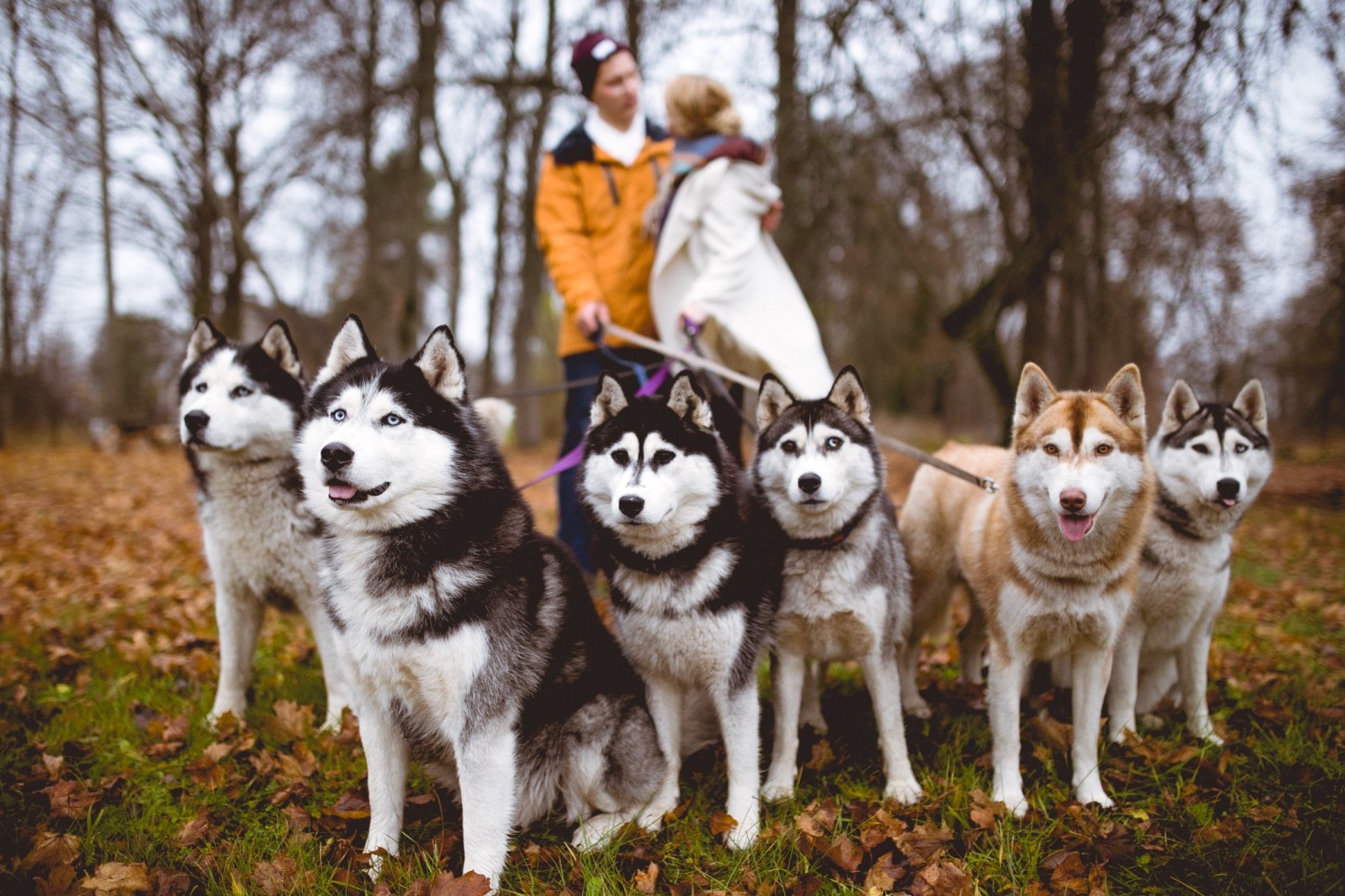 Siberi Huskyde ja Alpakade külastus kahele