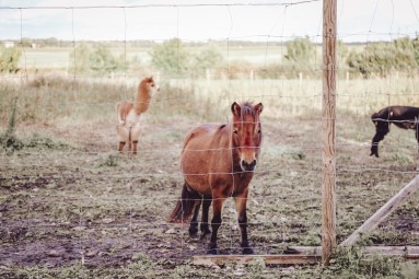 Siberi Huskyde ja Alpakade külastus kahele Paasiku küla, Anija vald, Harjumaa #4