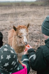 Siberi Huskyde ja Alpakade külastus kahele Paasiku küla, Anija vald, Harjumaa #3