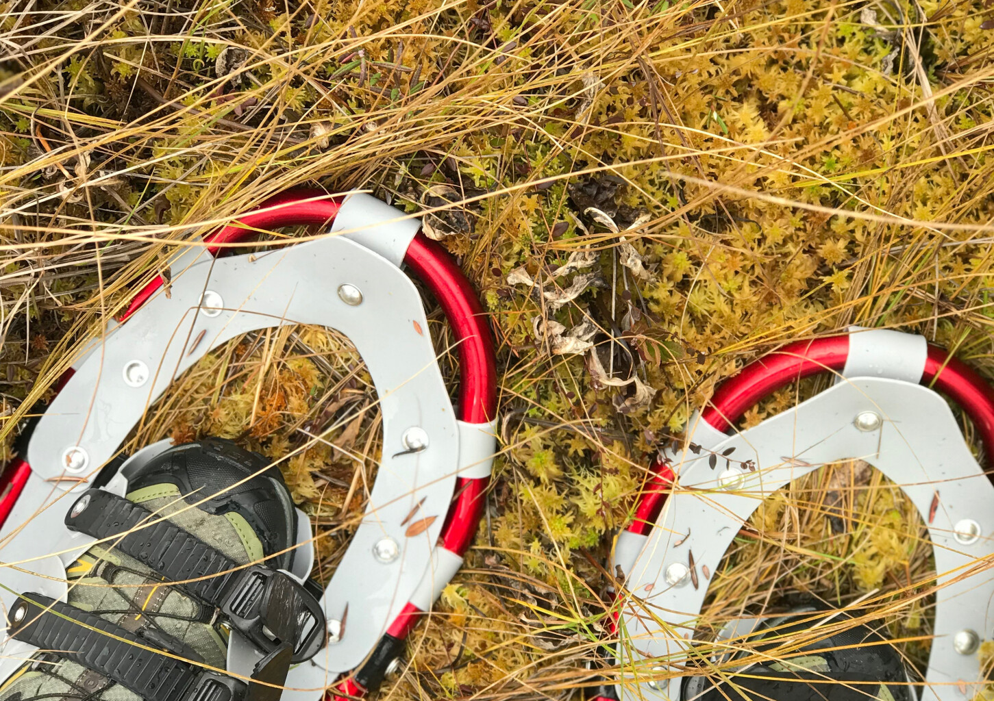 Поход на болотоступах по болоту Меэникунно для компании