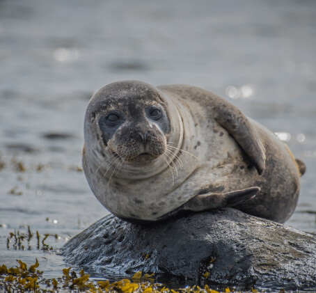 Kodune hülgevaatlusretk