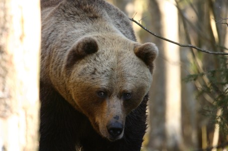 Наблюдение за медведем, волком и орланом-белохвостом