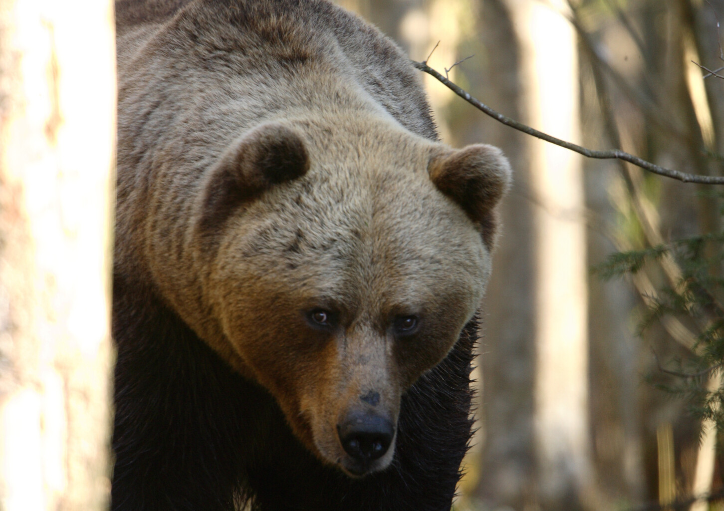 Наблюдение за медведем, волком и орланом-белохвостом