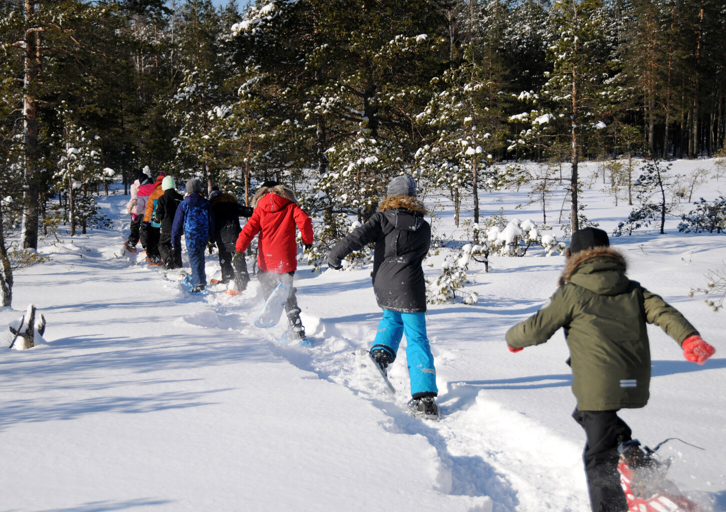 Поход на снегоступах или болотоступах по болоту Ярви-Суурсоо для восьми участников