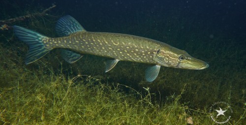 Fotograafia, fotograafia kursus vee all, Padi Underwater kursus