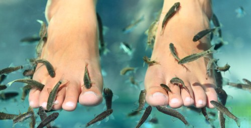 Värskendav pai sinu jalgadele, Spa Balance teraapia Garra Rufa kaladega #1