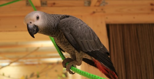 Посещение Papagoide Paradiis #2