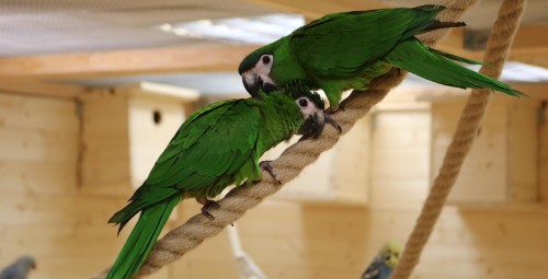 Посещение Papagoide Paradiis #5