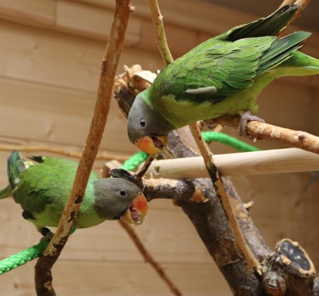 Papagoide Paradiisi külastus