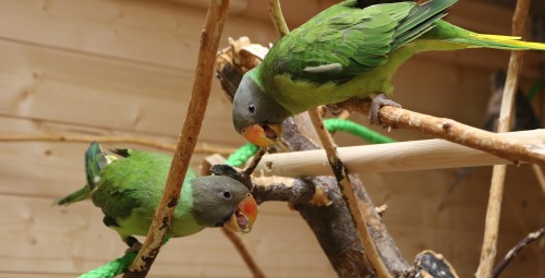 Посещение Papagoide Paradiis #1
