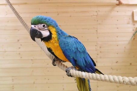 Посещение Papagoide Paradiis