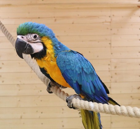 Посещение Papagoide Paradiis
