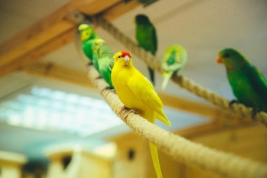 Papagoide Paradiisi külastus Tallinnas #2