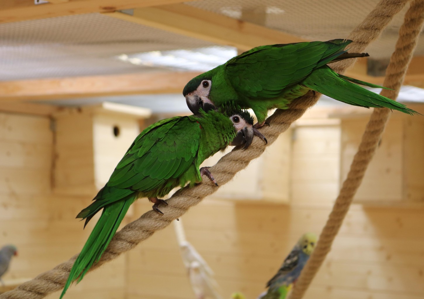 Papagoide Paradiisi külastus kahele