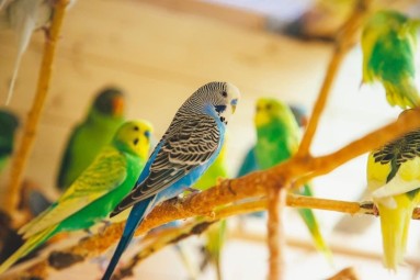 Семейное посещение Papagoide Paradiis #1