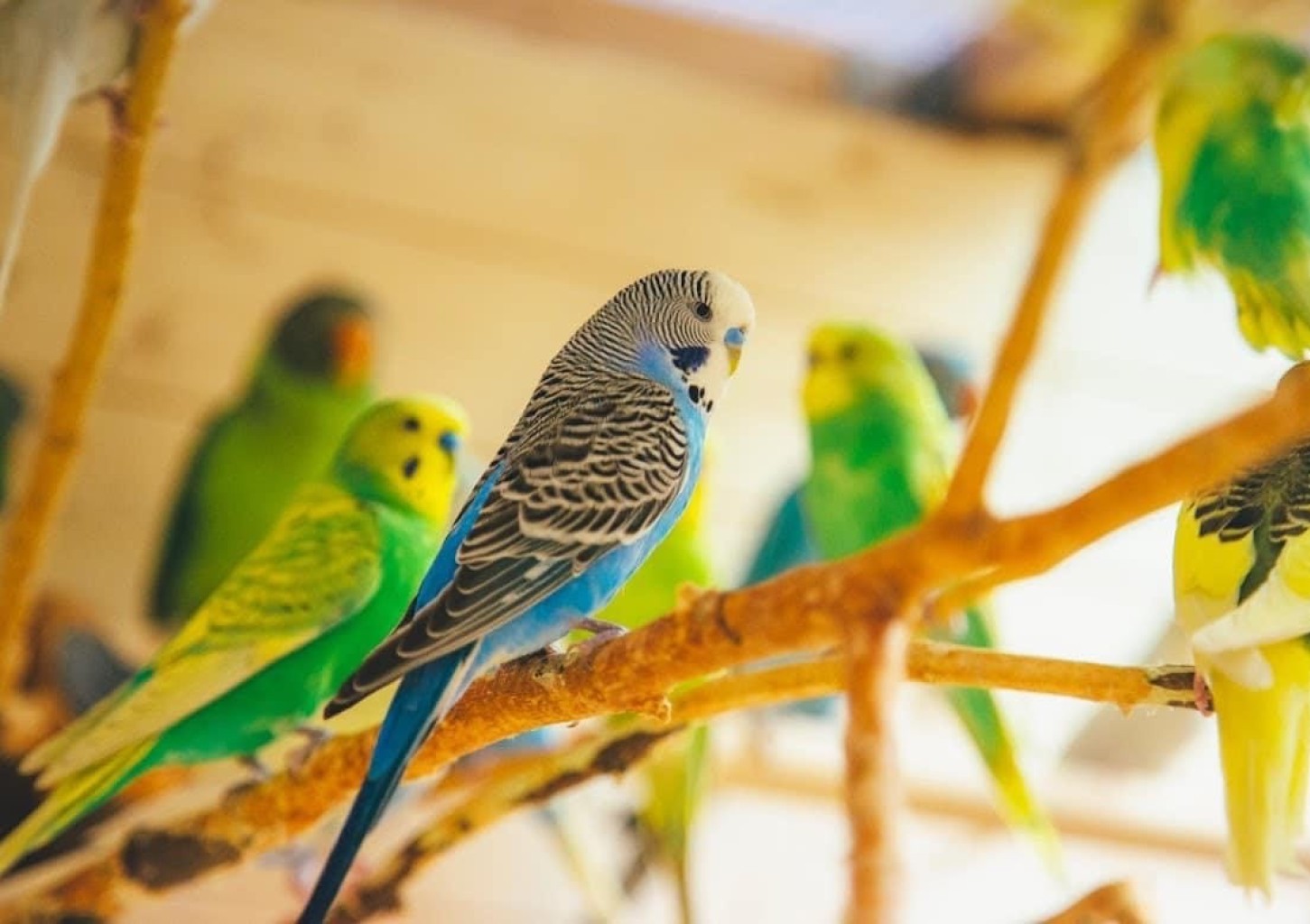 Семейное посещение Papagoide Paradiis