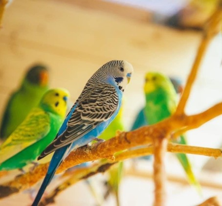 Papagoide Paradiisi perekülastus